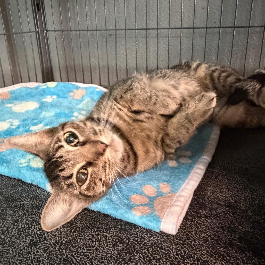 Enlarge Strawberry Shortcake, a Adoptable Domestic Short Hair in Belleville, IL image 2/4