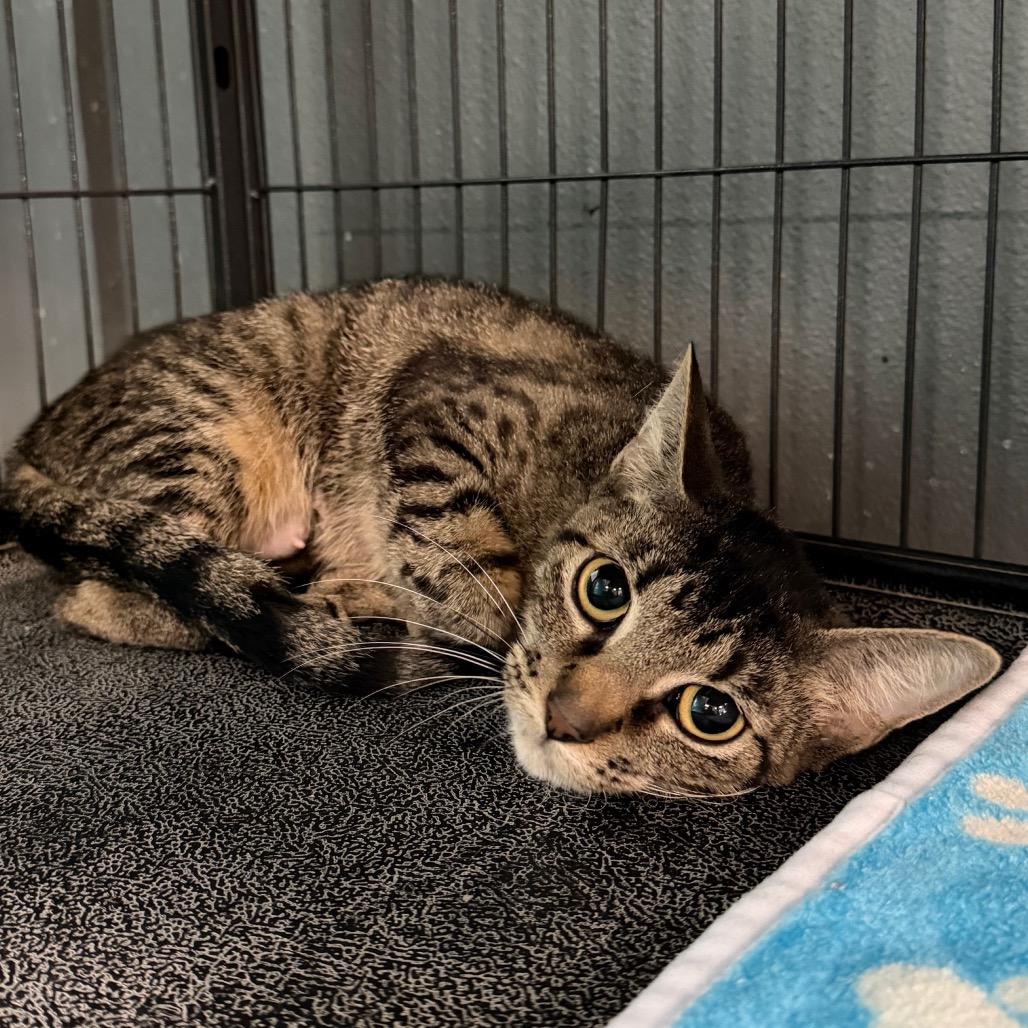 Enlarge Strawberry Shortcake, a Adoptable Domestic Short Hair in Belleville, IL image 3/4