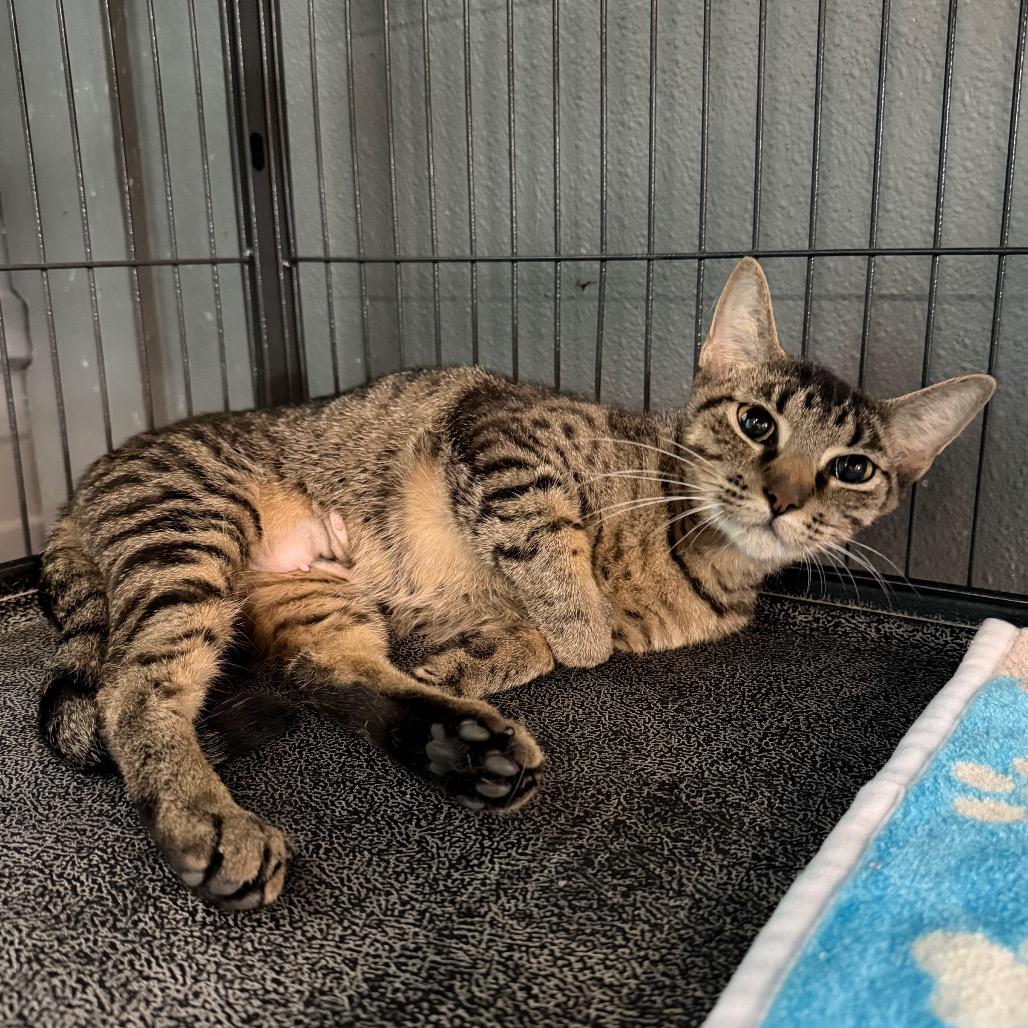 Enlarge Strawberry Shortcake, a Adoptable Domestic Short Hair in Belleville, IL image 4/4