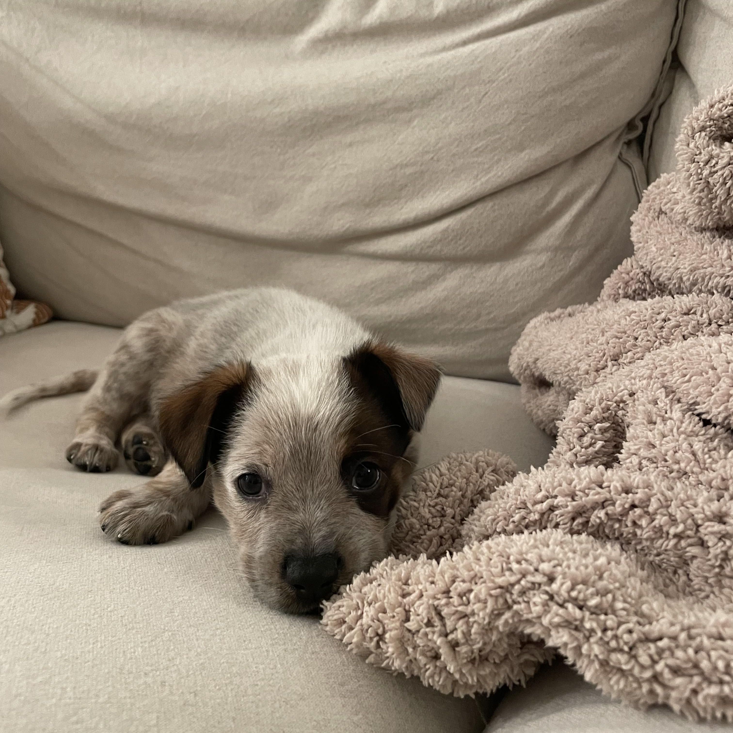Enlarge Construction Pup: Socket, a Adoptable mixed breed in Poway, CA image 1/2