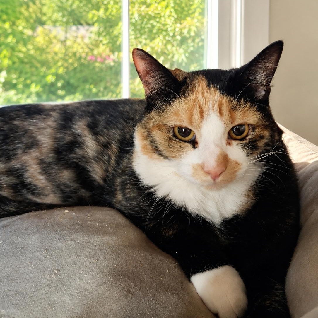 Enlarge Murmur, a ADOPTABLE Calico in Maple Shade, NJ image 1/4