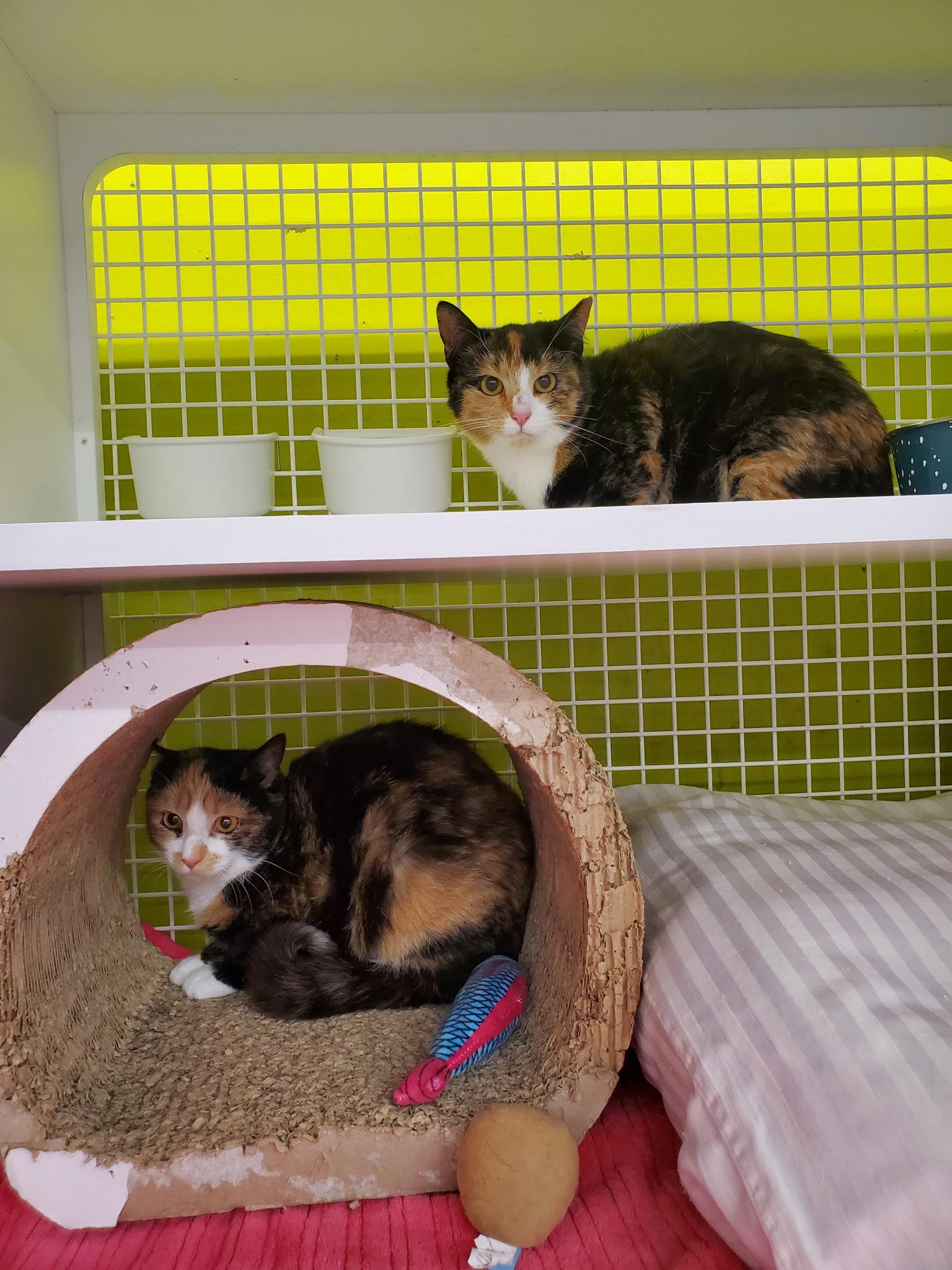 Enlarge Murmur, a ADOPTABLE Calico in Maple Shade, NJ image 4/4