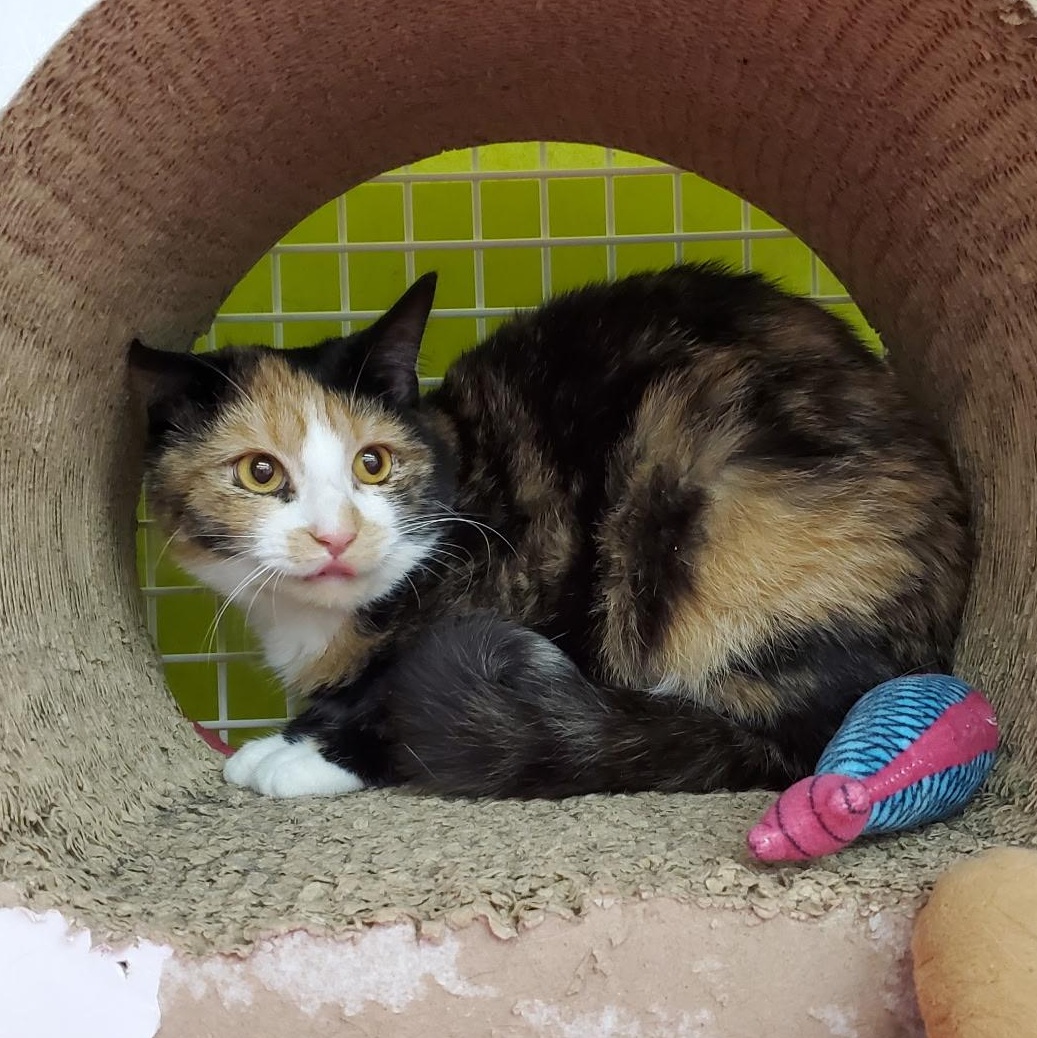 Enlarge Murmur, a ADOPTABLE Calico in Maple Shade, NJ image 3/4
