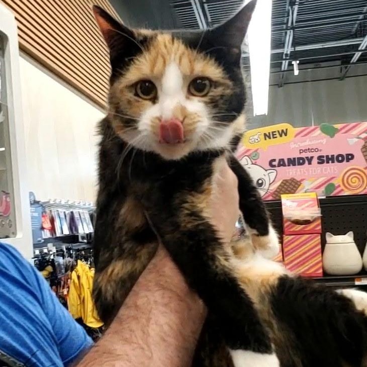 Enlarge Murmur, a ADOPTABLE Calico in Maple Shade, NJ image 2/4