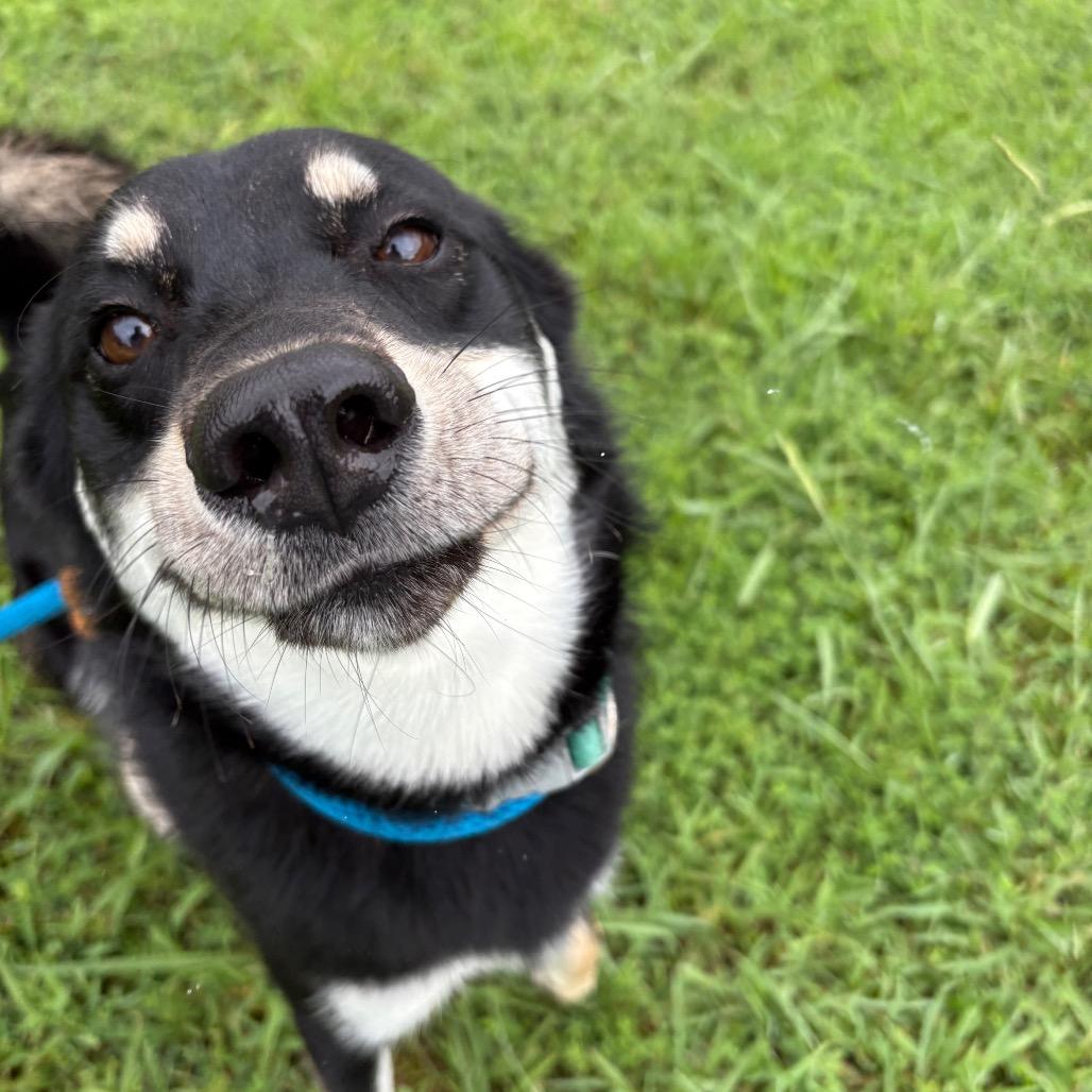 Enlarge Jiminy Cricket, a Adoptable mixed breed in Chesapeake, VA image 1/1