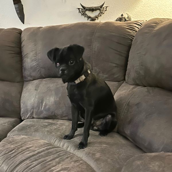 Enlarge Huckleberry, a Adoptable Pug in Alvin, TX image 1/1