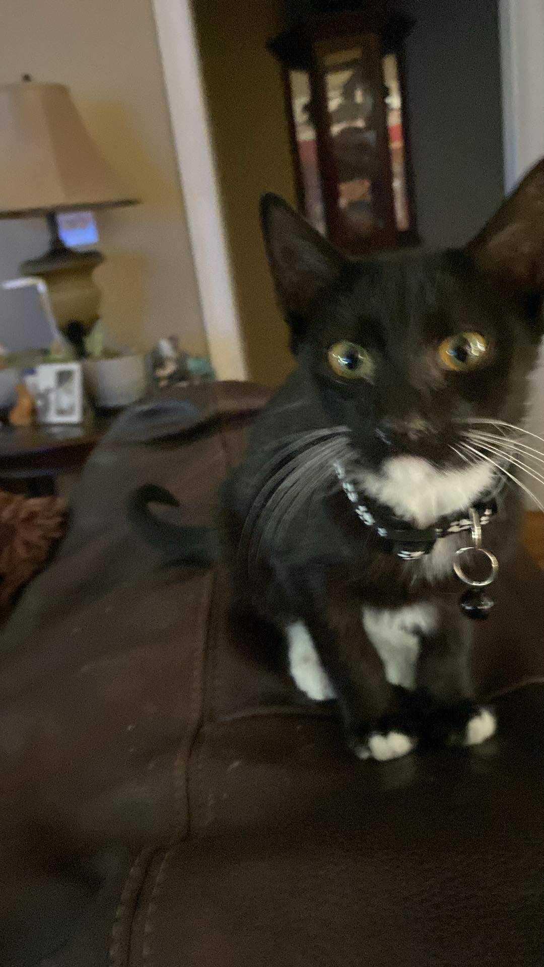 Enlarge Sombraro, a Adoptable Tuxedo in Lawrenceville, GA image 1/1