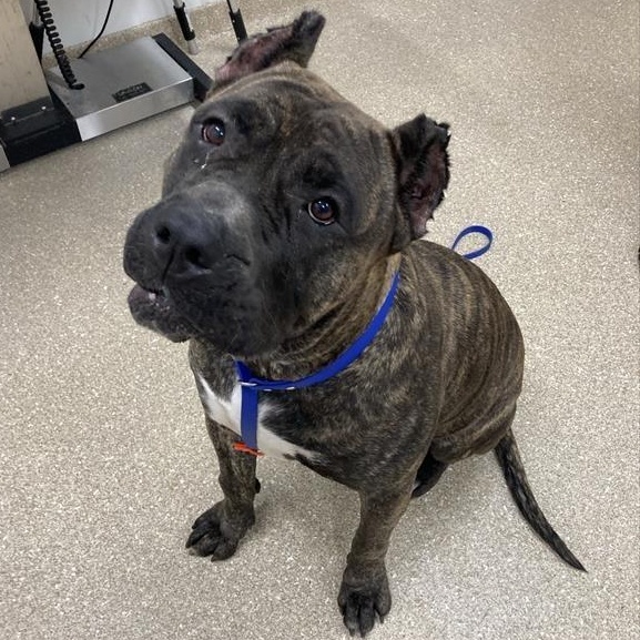 Enlarge Nefertiti, a ADOPTABLE Presa Canario in Prince Frederick, MD image 2/3