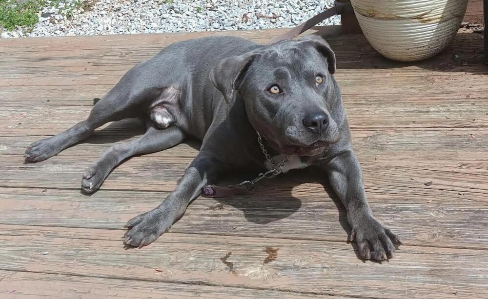 Rufus, Adoptable, Young Male Pit Bull Terrier.