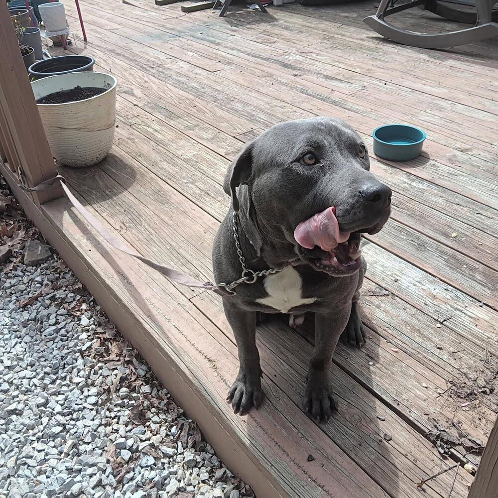 Enlarge Rufus, a Adoptable Pit Bull Terrier in Chattanooga, TN image 2/3