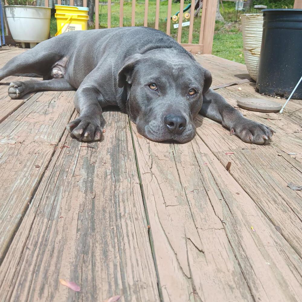 Enlarge Rufus, a Adoptable Pit Bull Terrier in Chattanooga, TN image 3/3