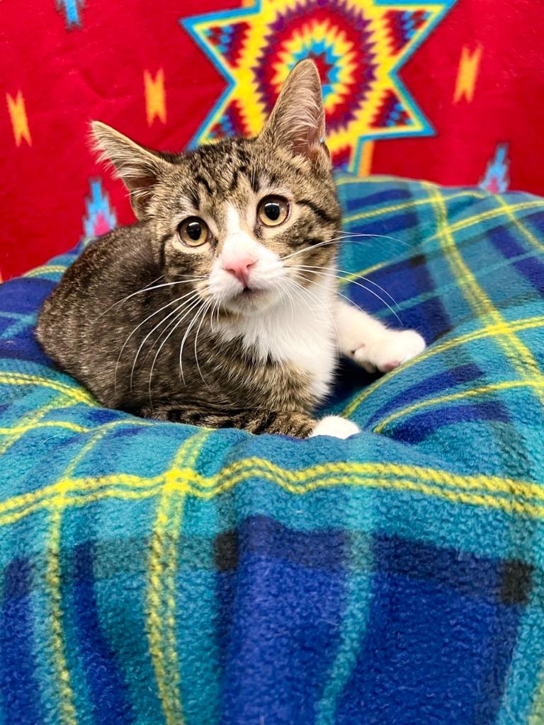 Loki, Adoptable, Kitten Male Domestic Short Hair.