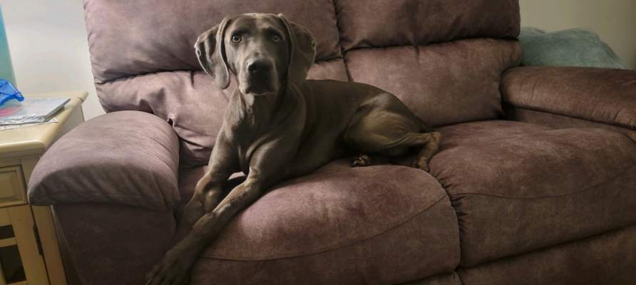 Enlarge Scarlett, a Adopted Weimaraner in Columbus, NE image 1/5
