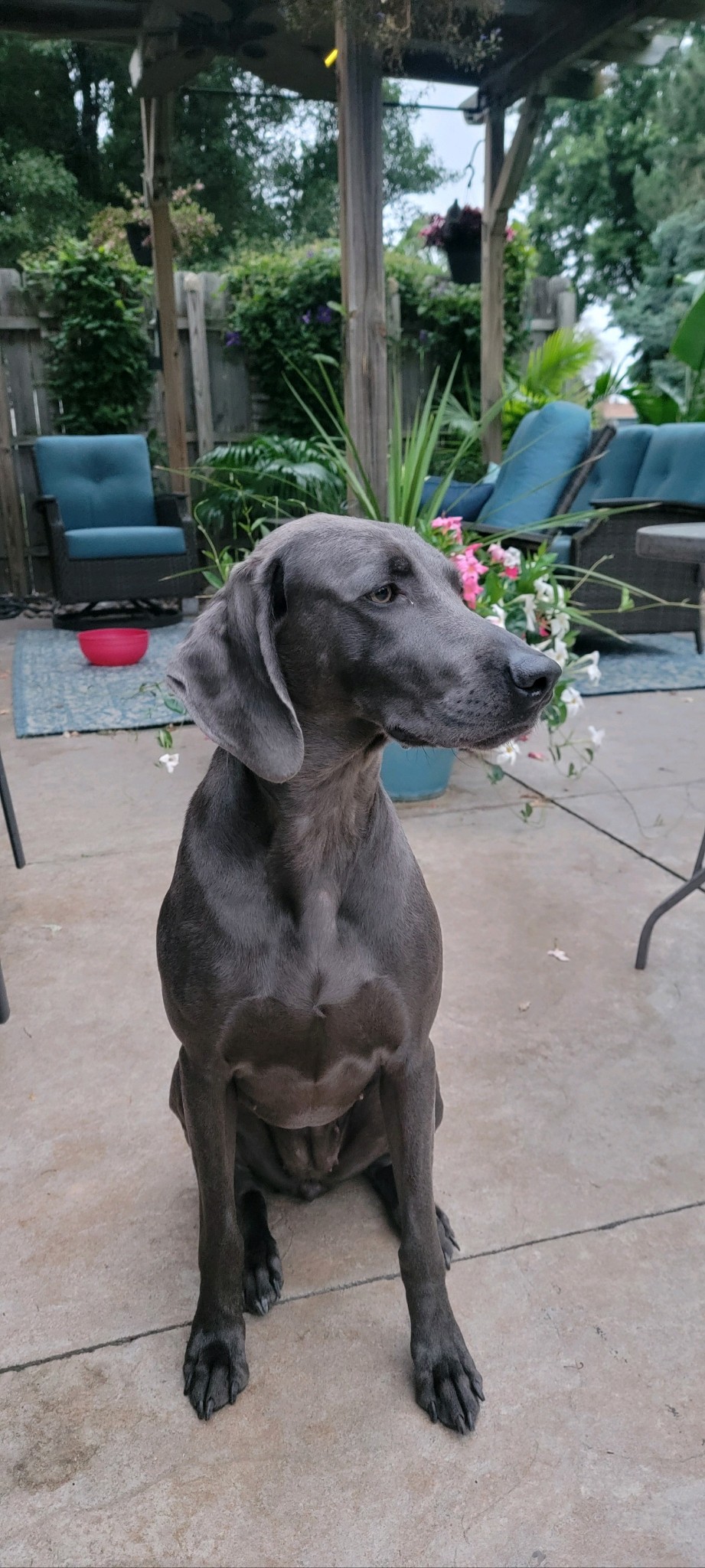 Enlarge Scarlett, a Adopted Weimaraner in Columbus, NE image 2/5