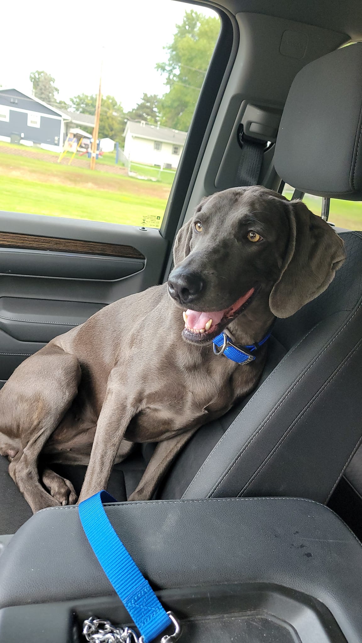 Enlarge Scarlett, a Adopted Weimaraner in Columbus, NE image 3/5