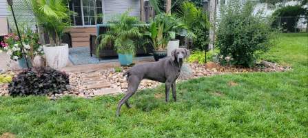 Enlarge Scarlett, a Adopted Weimaraner in Columbus, NE image 4/5