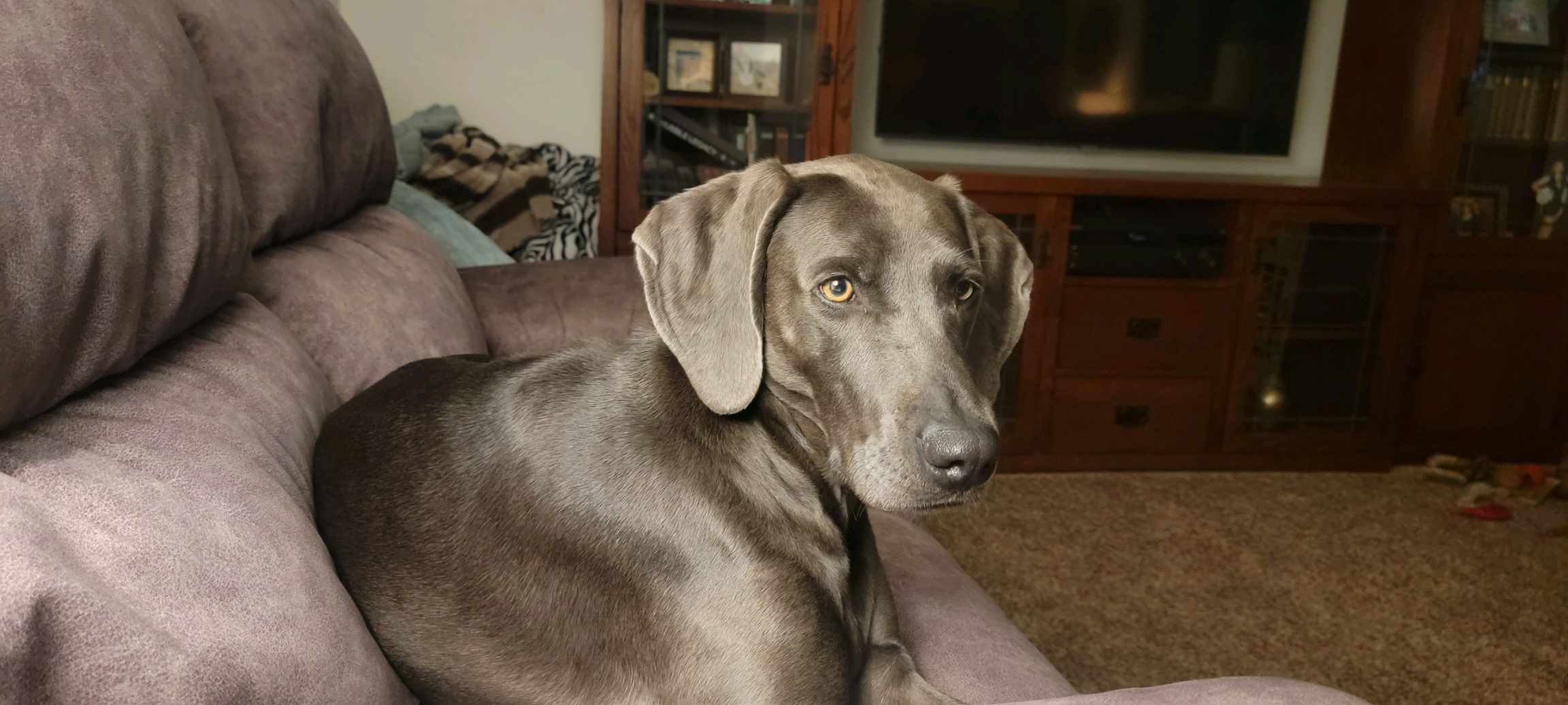 Enlarge Scarlett, a Adopted Weimaraner in Columbus, NE image 5/5