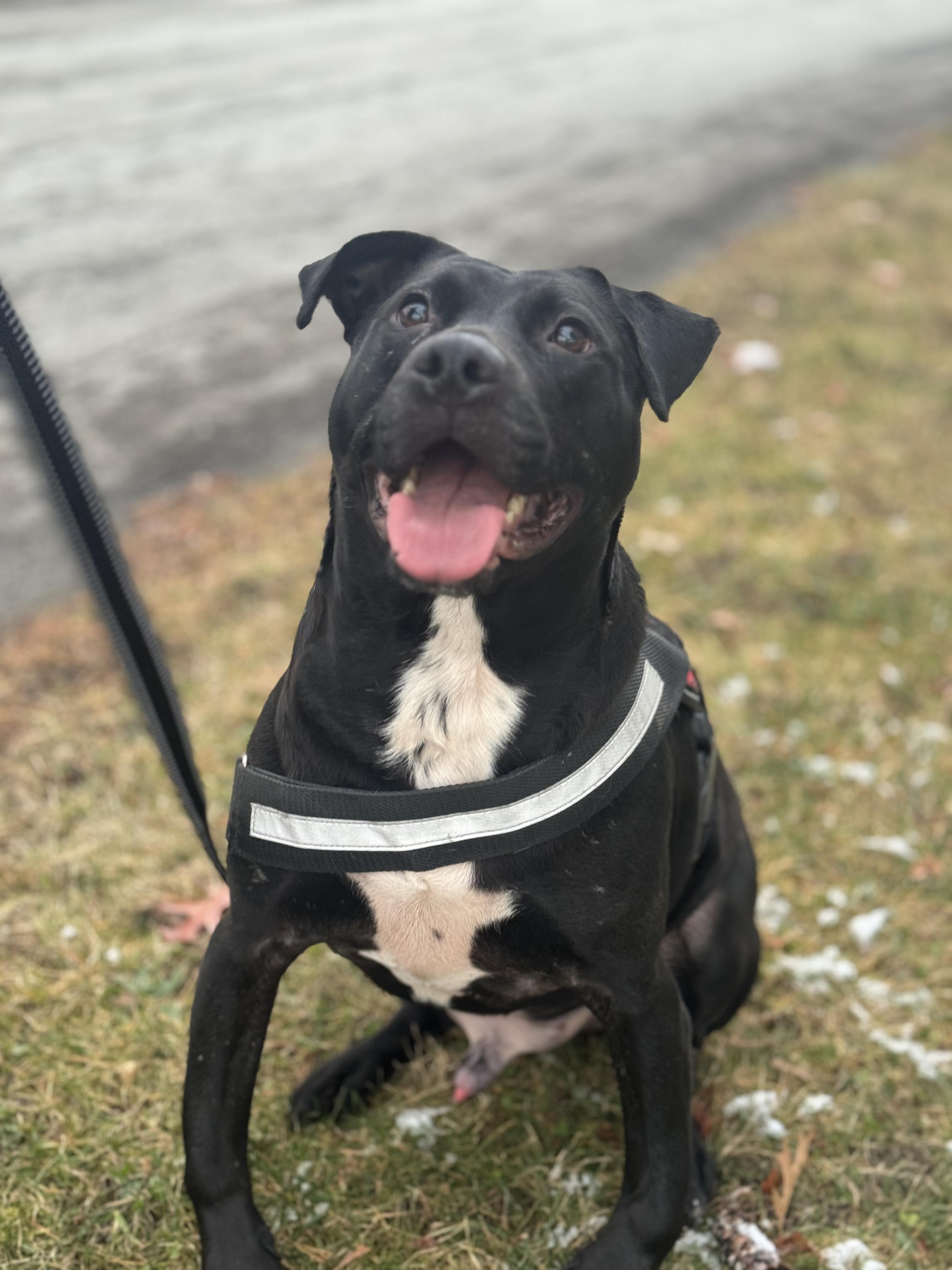 Enlarge Dobby, a Adoptable mixed breed in Stahlstown, PA image 1/5