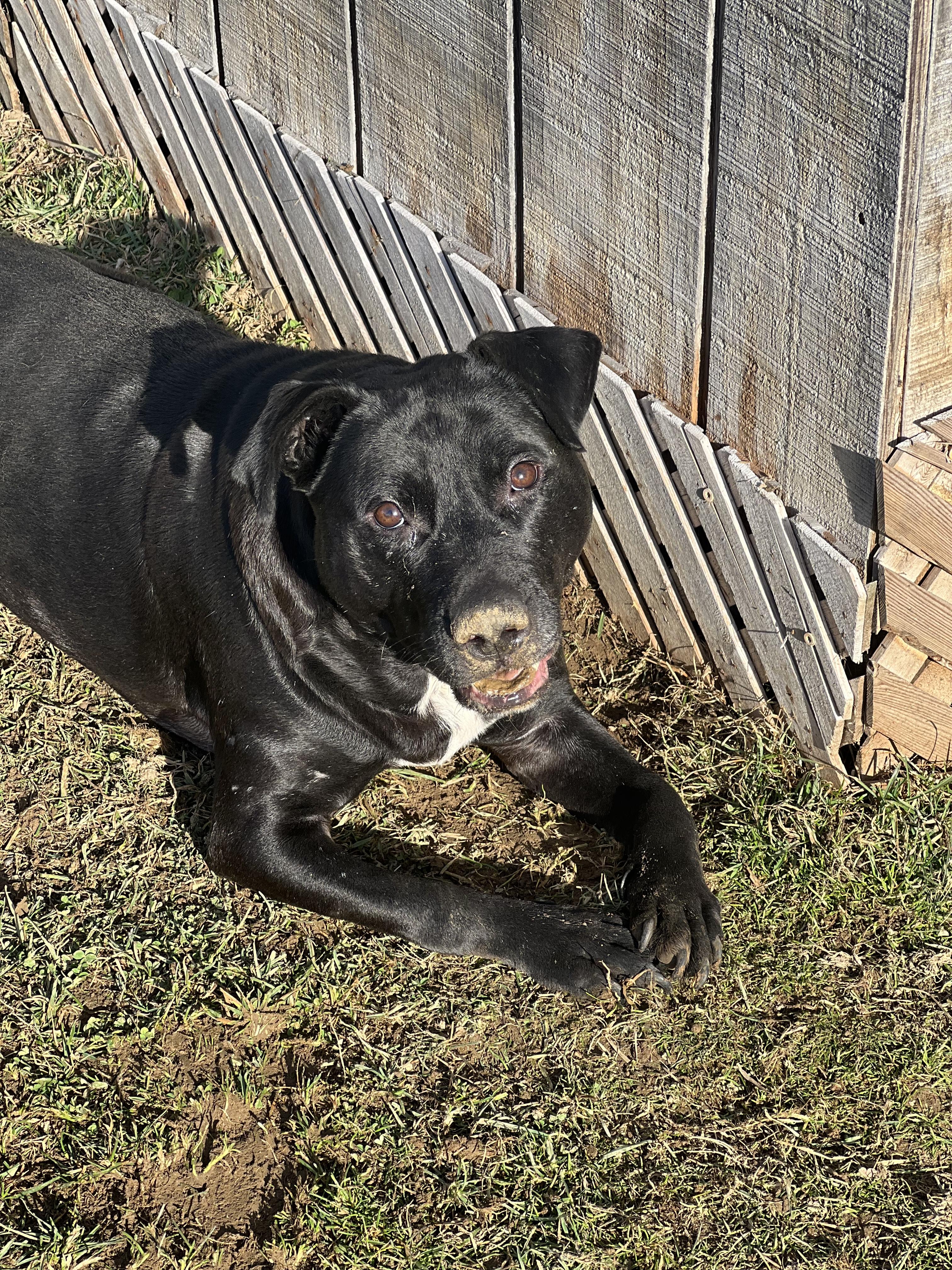 Dobby, Adoptable, Adult Male American Staffordshire Terrier.