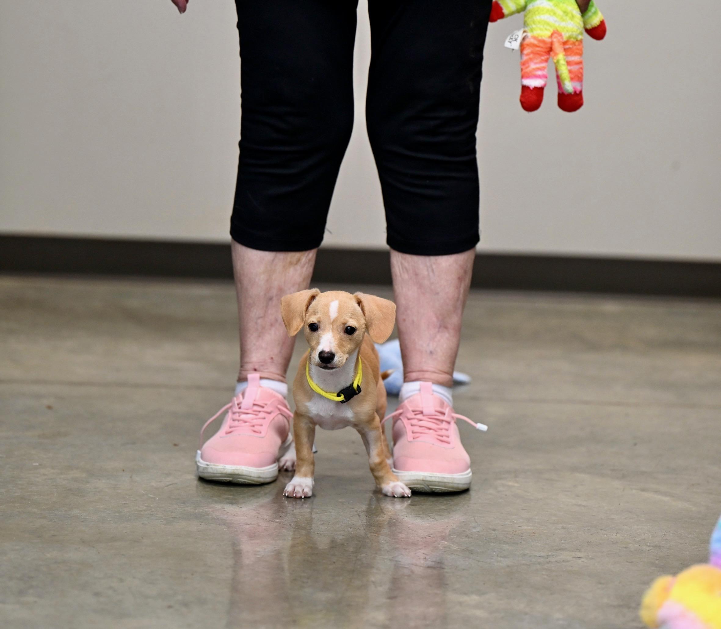 Enlarge River - Chiweenie Cuties, an adopted mixed breed in Epping, NH image 2/3