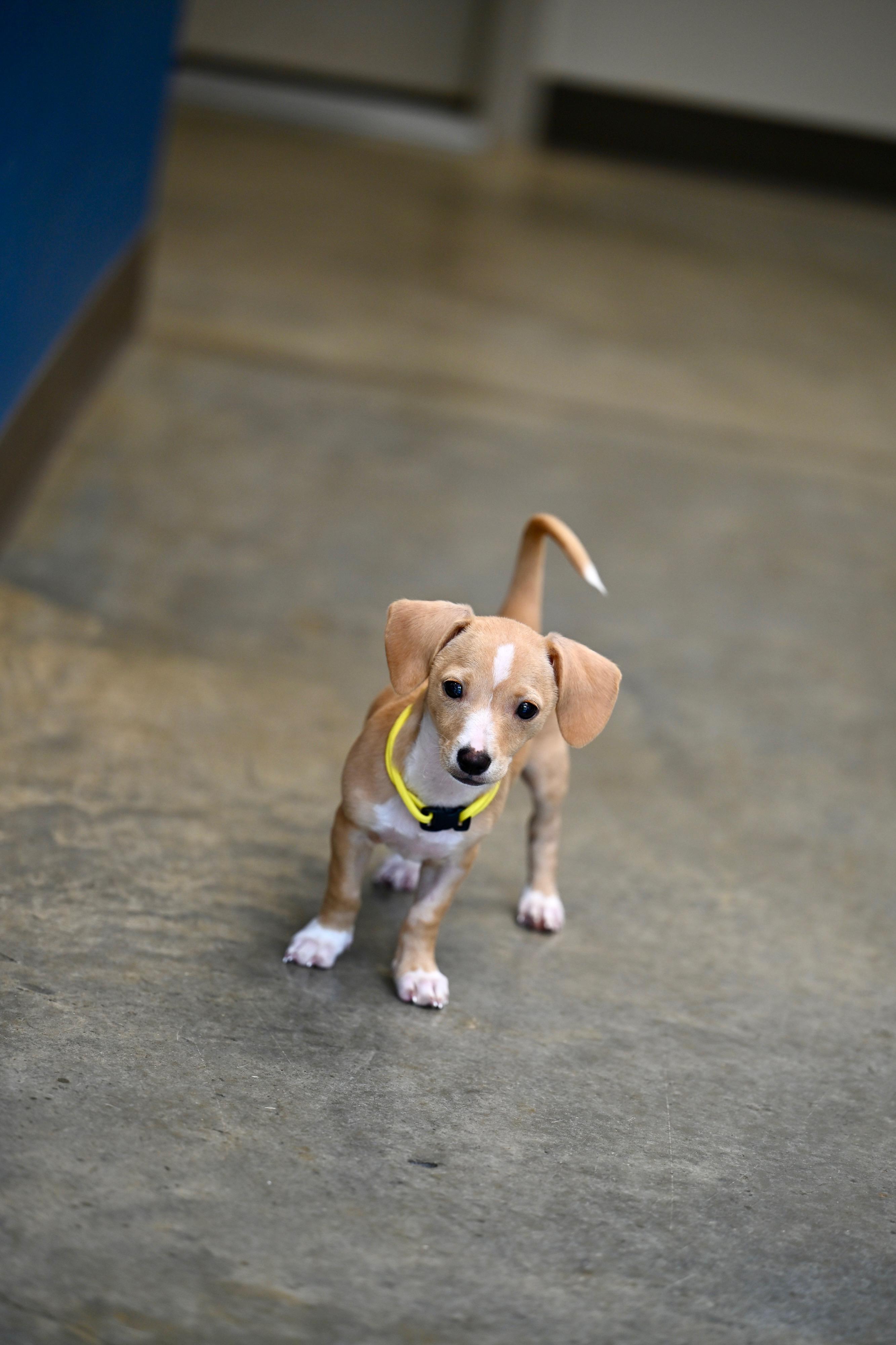 River - Chiweenie Cuties, adopted, Puppy Male Dachshund & Chihuahua.