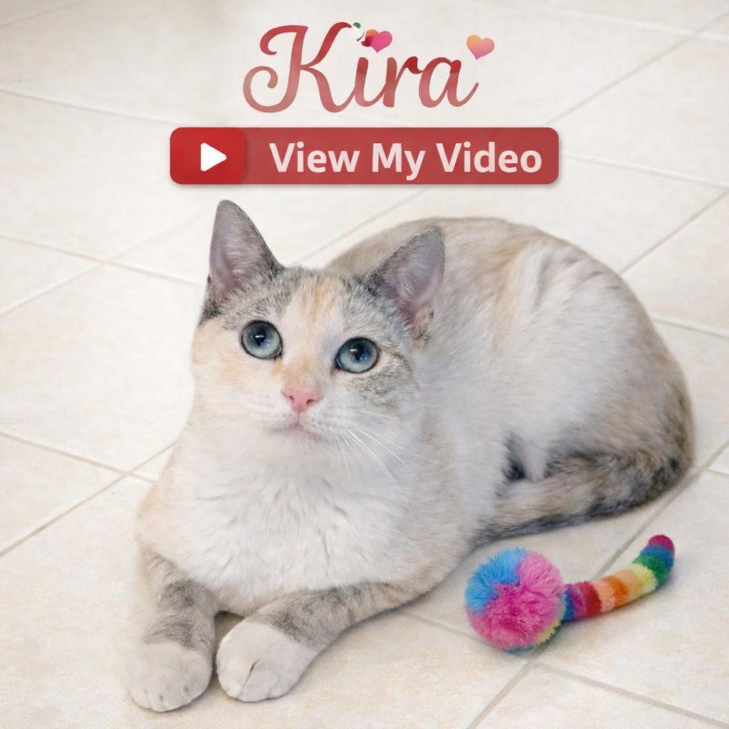 Kira — The Shy Ones Love the Deepest, Adoptable, Young Female Siamese & Domestic Short Hair.