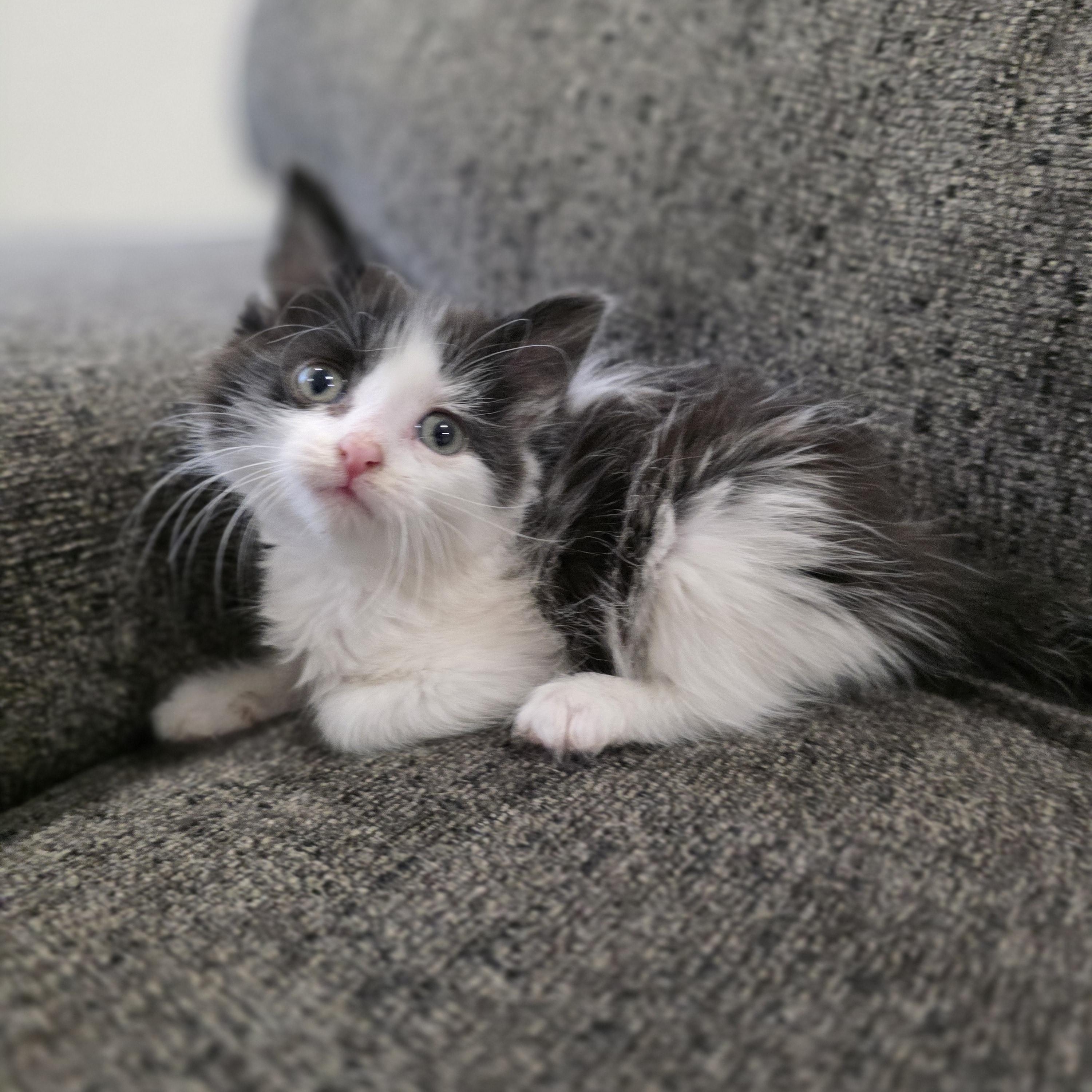 Enoch, ADOPTABLE, Kitten Female Domestic Long Hair & Maine Coon.