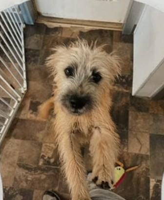 Enlarge Winnie, a Adoptable mixed breed in Centralia, IL image 1/1