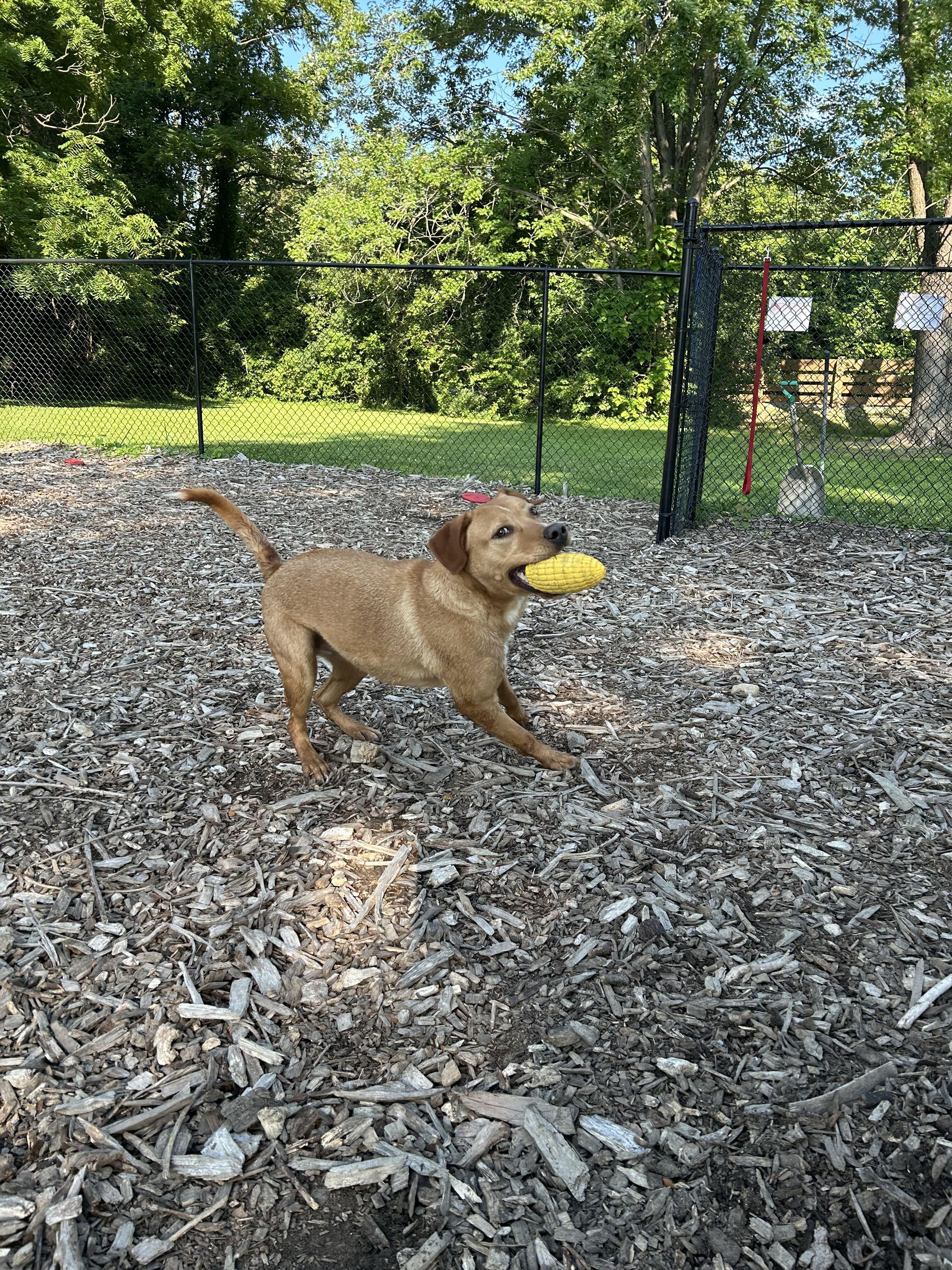 Enlarge Wesley, a ADOPTABLE mixed breed in Indianapolis, IN image 3/4