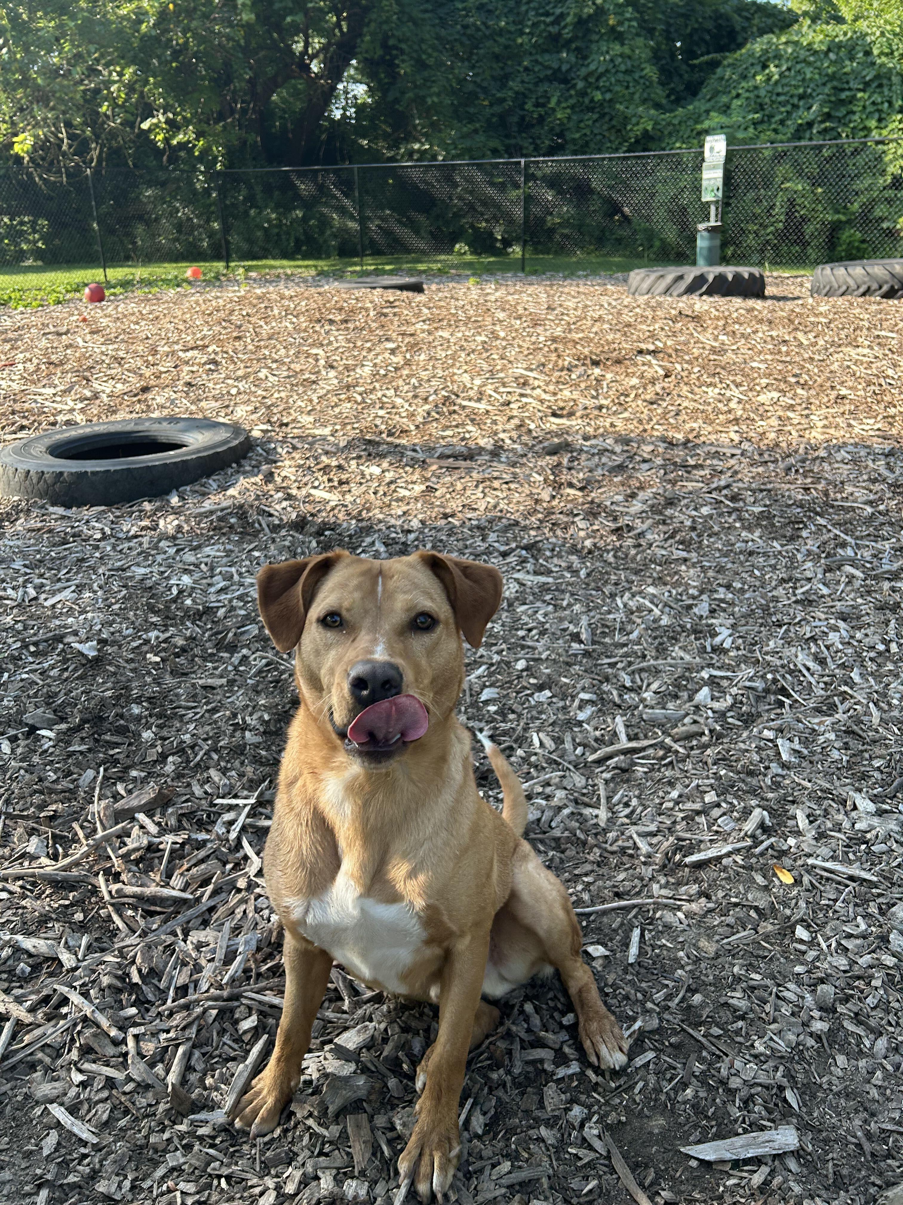 Enlarge Wesley, a ADOPTABLE mixed breed in Indianapolis, IN image 4/4
