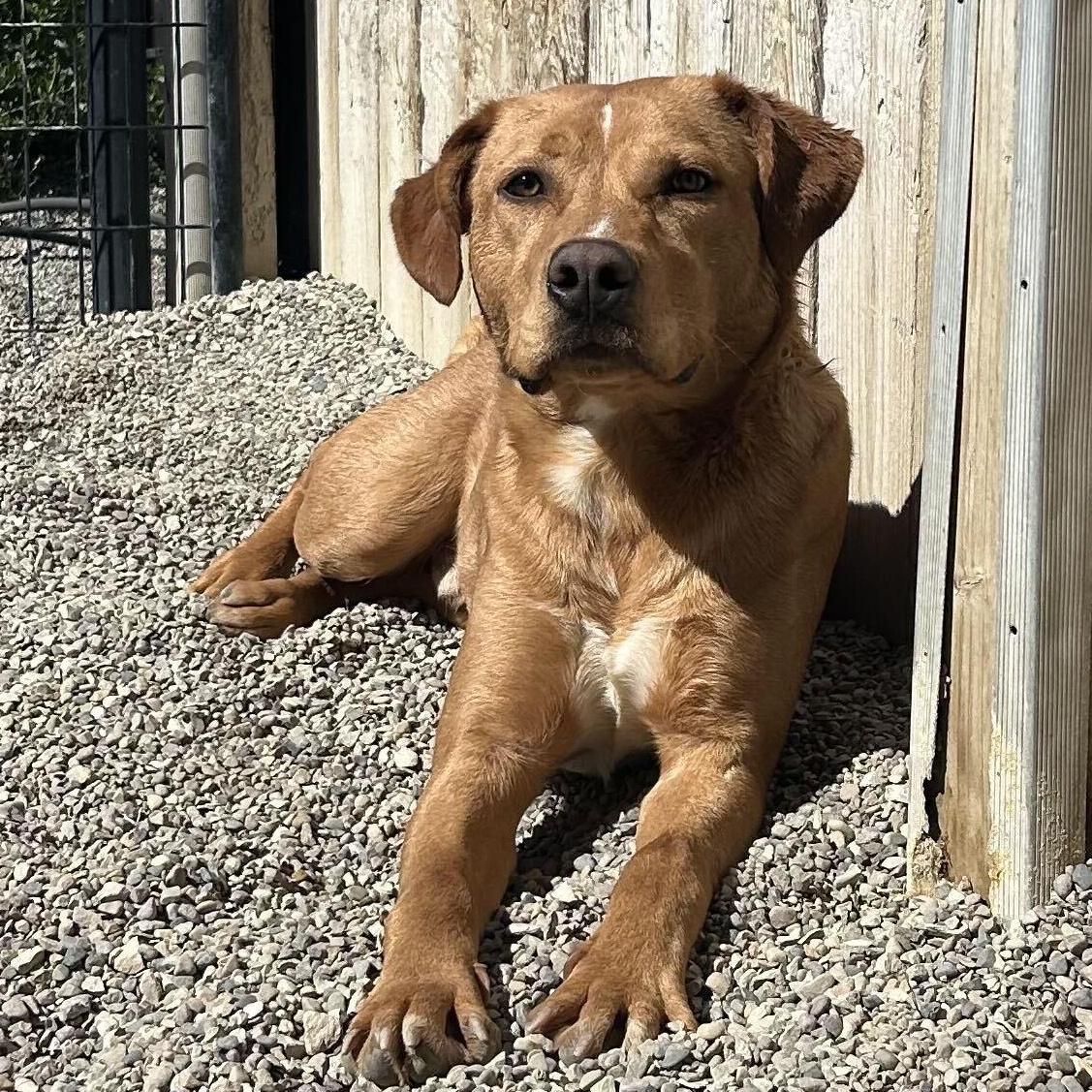 Wesley, ADOPTABLE, Young Male Labrador Retriever.