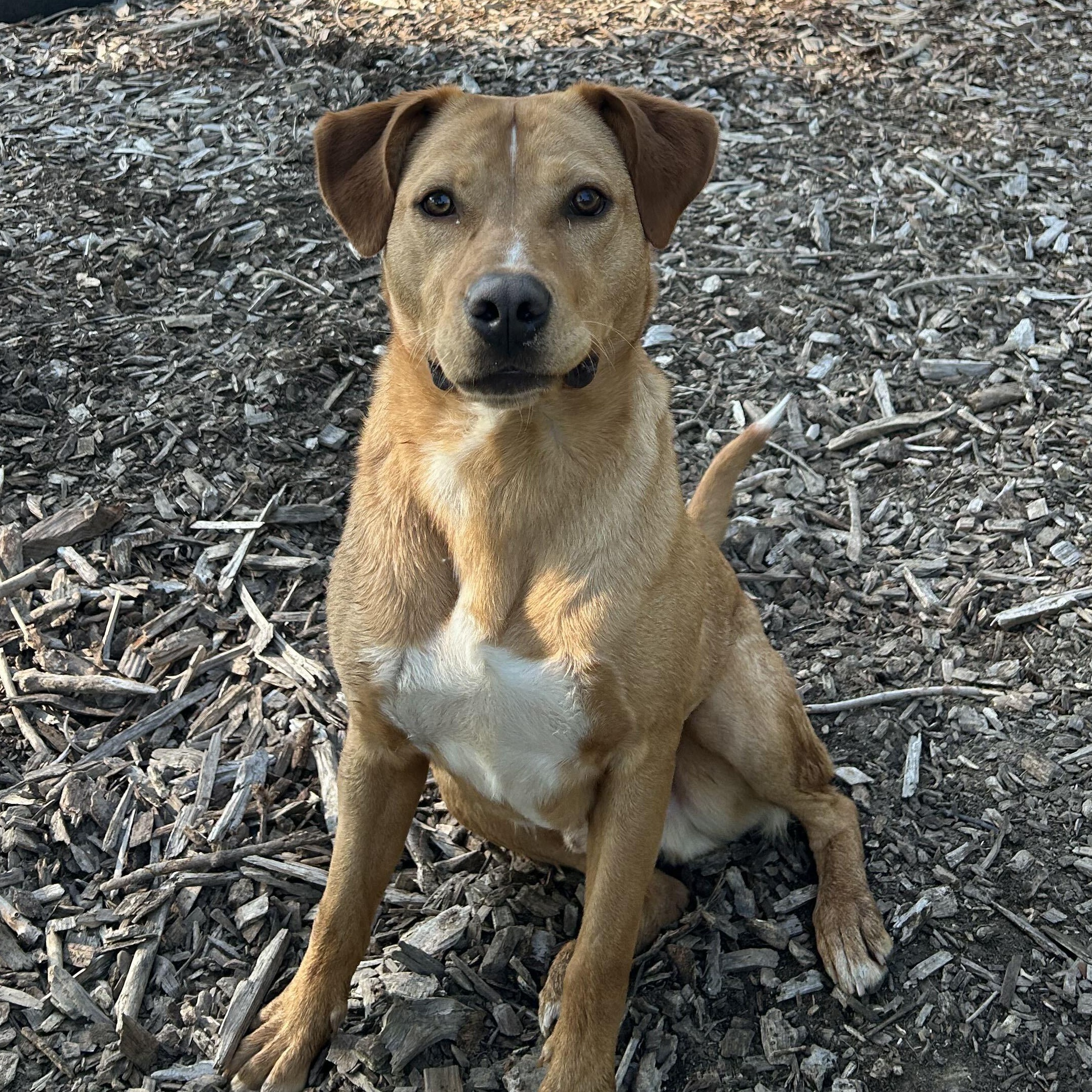Enlarge Wesley, a ADOPTABLE mixed breed in Indianapolis, IN image 2/4