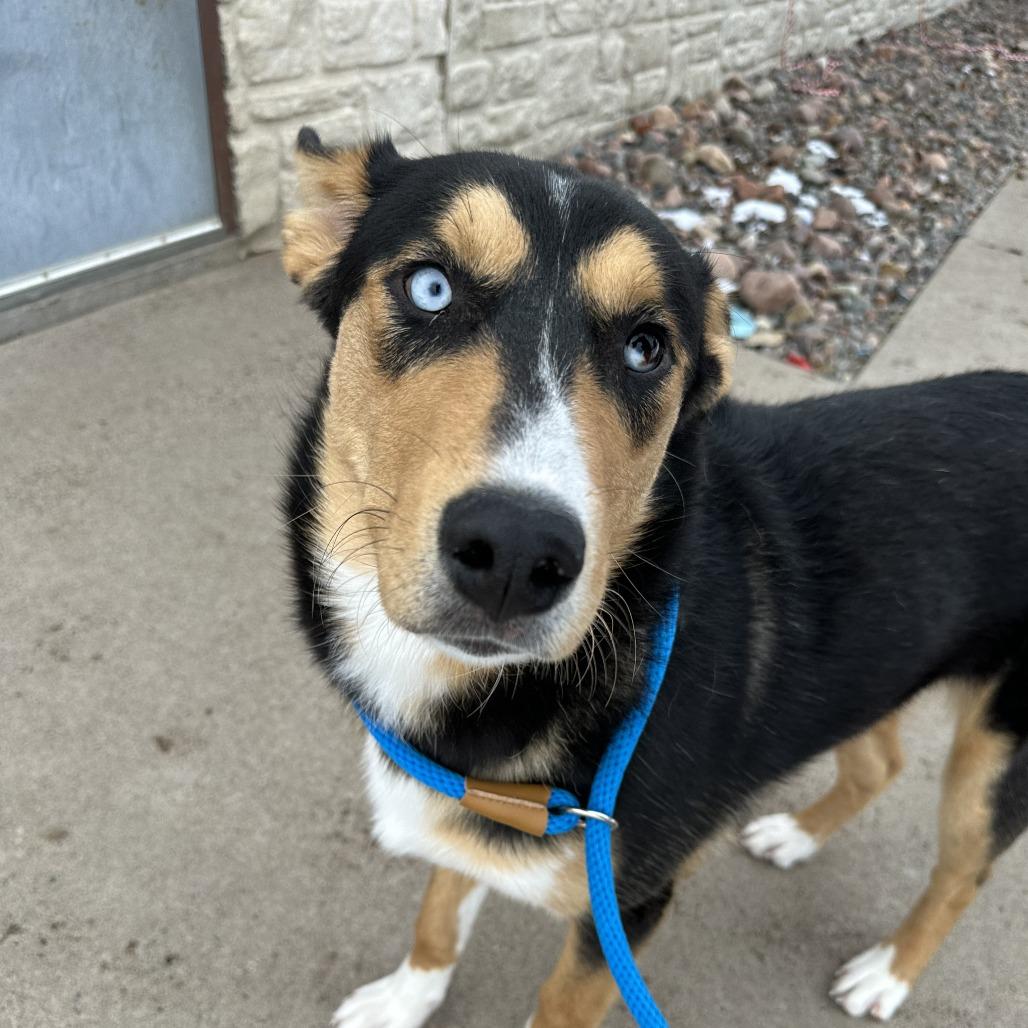Koda, adopted, Adult Male Husky.