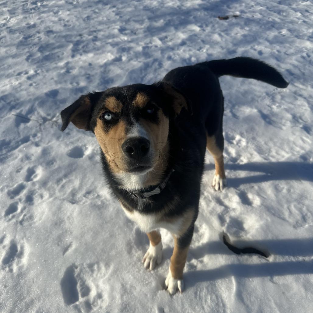 Enlarge Koda, an adopted Husky in Chippewa Falls, WI image 2/3