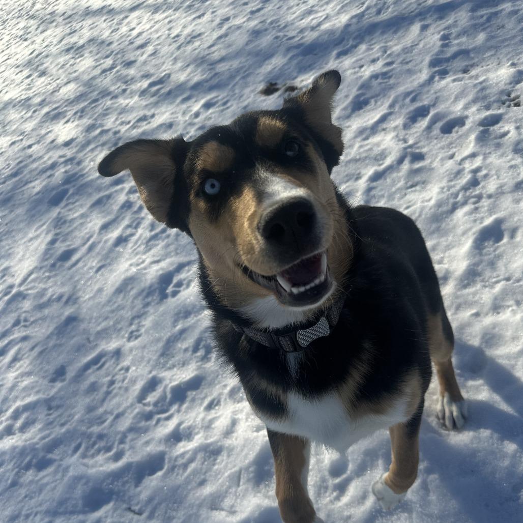 Enlarge Koda, an adopted Husky in Chippewa Falls, WI image 3/3