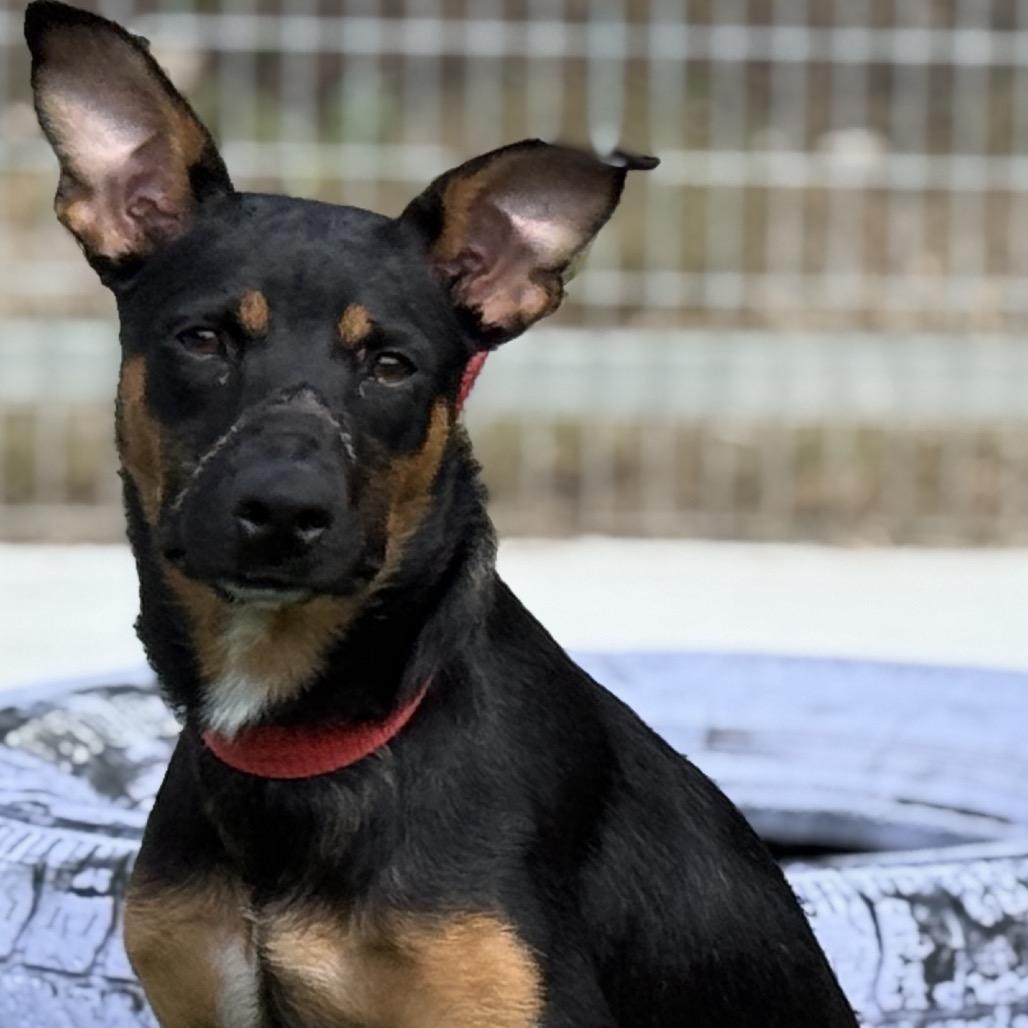 Enlarge Jolene, a ADOPTABLE mixed breed in San Antonio, TX image 3/5