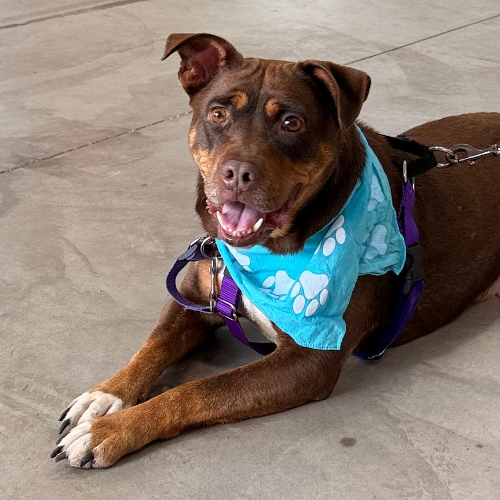 Turtle Dove, Adoptable, Adult Female Mixed Breed.