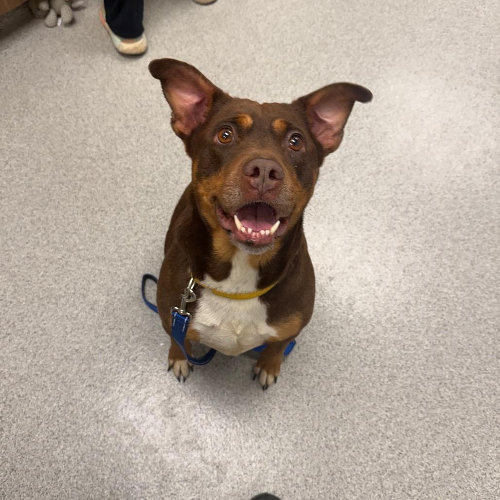 Turtle Dove, a Adoptable Mixed Breed in Naperville, IL image 2/6