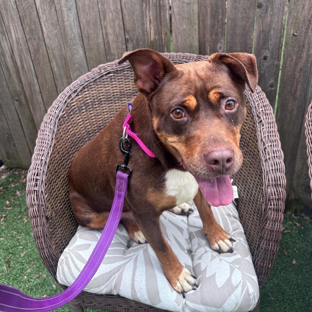 Turtle Dove, a Adoptable Mixed Breed in Naperville, IL image 3/6