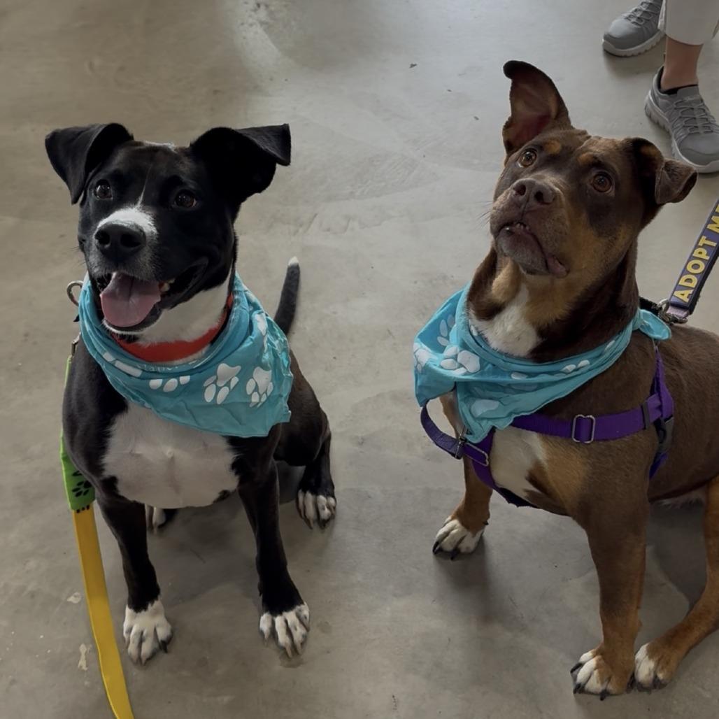 Turtle Dove, a Adoptable Mixed Breed in Naperville, IL image 4/6