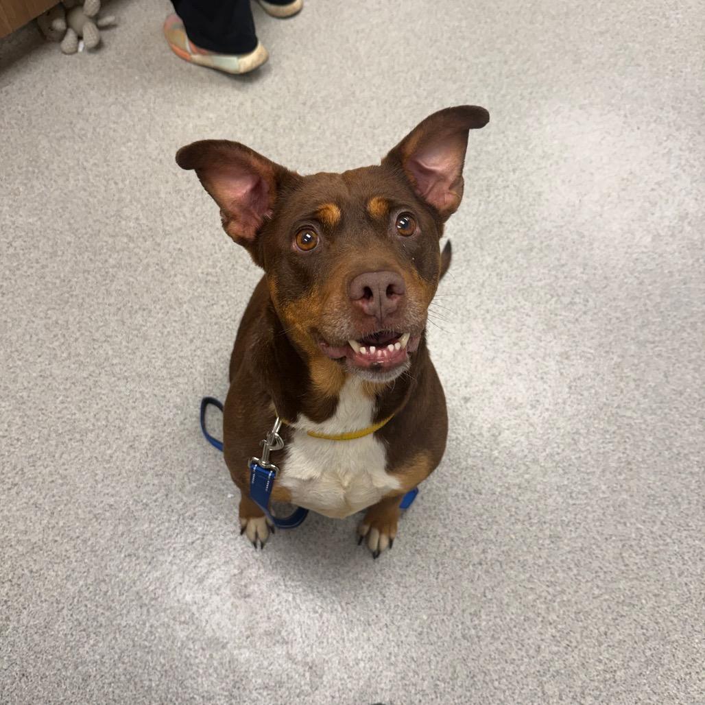 Turtle Dove, a Adoptable Mixed Breed in Naperville, IL image 5/6