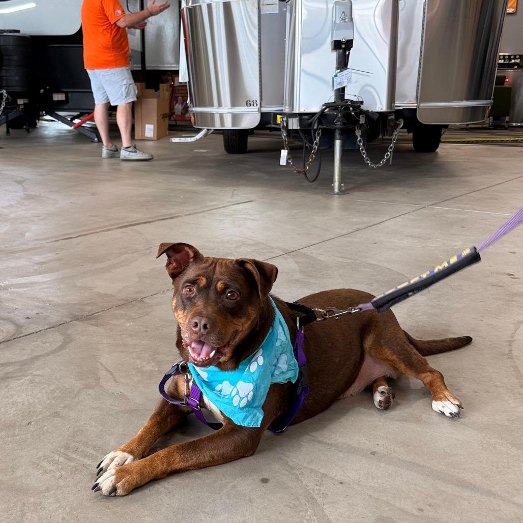 Turtle Dove, a Adoptable Mixed Breed in Naperville, IL image 6/6