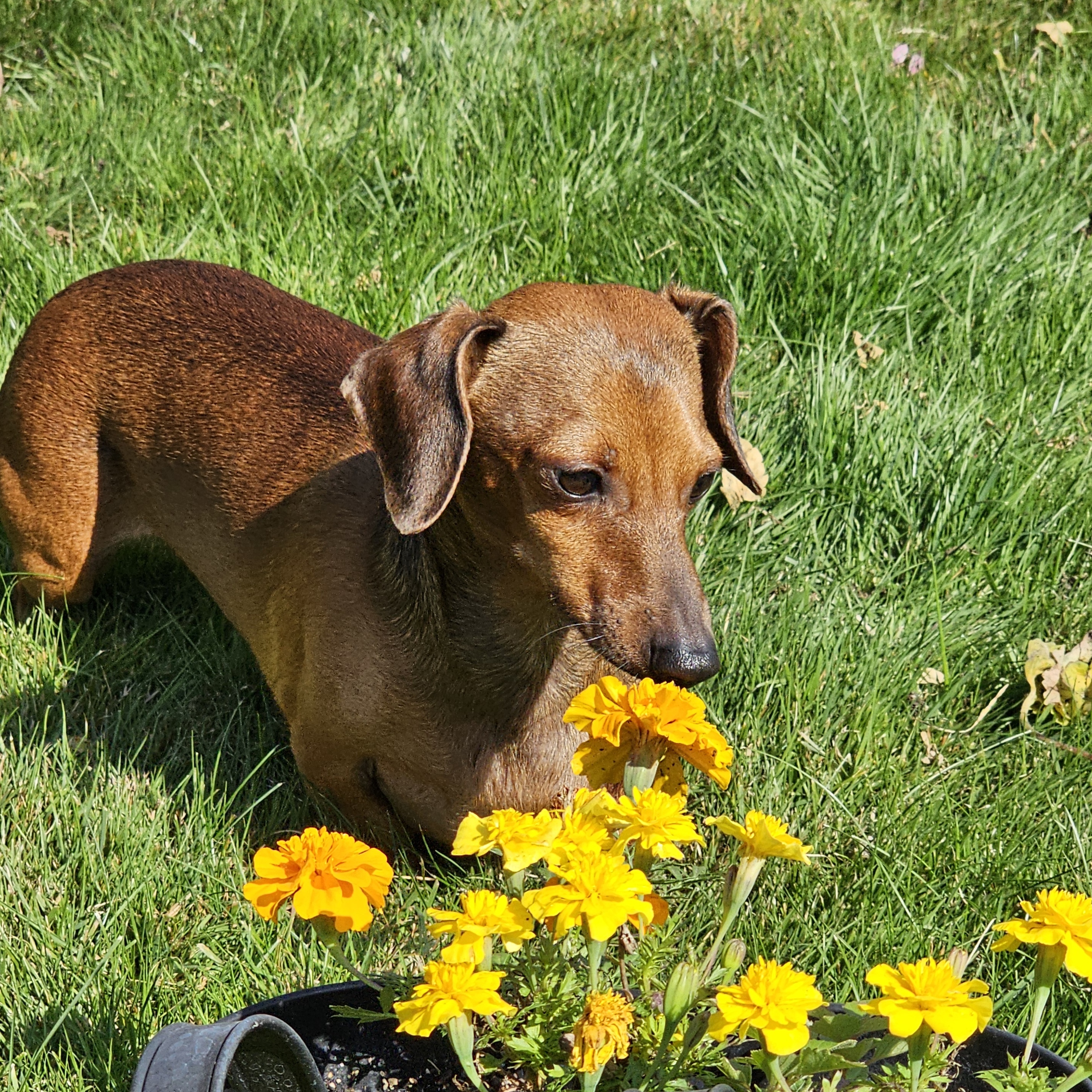 Enlarge Caleb, a Adopted Miniature Dachshund in Renton, WA image 1/5