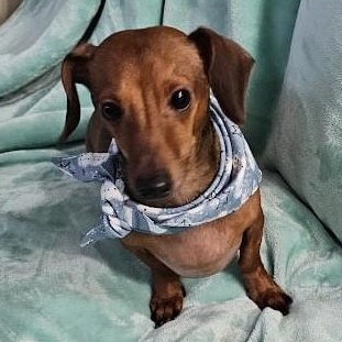 Enlarge Caleb, a Adopted Miniature Dachshund in Renton, WA image 2/5