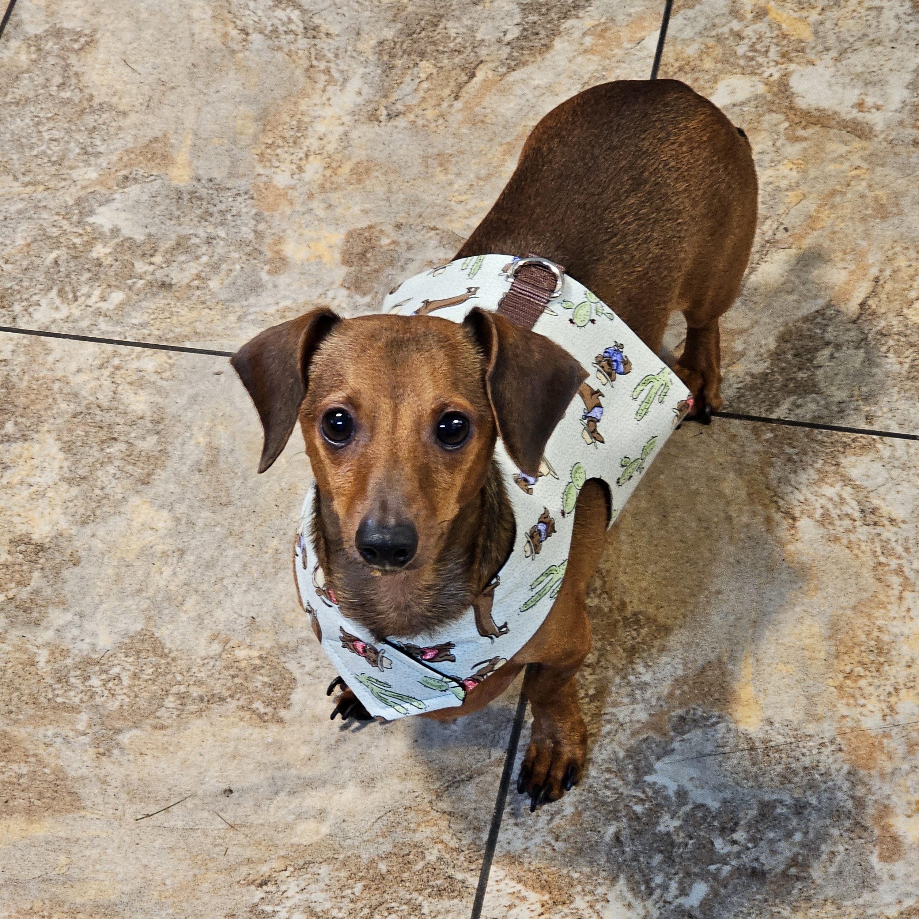 Enlarge Caleb, a Adopted Miniature Dachshund in Renton, WA image 3/5