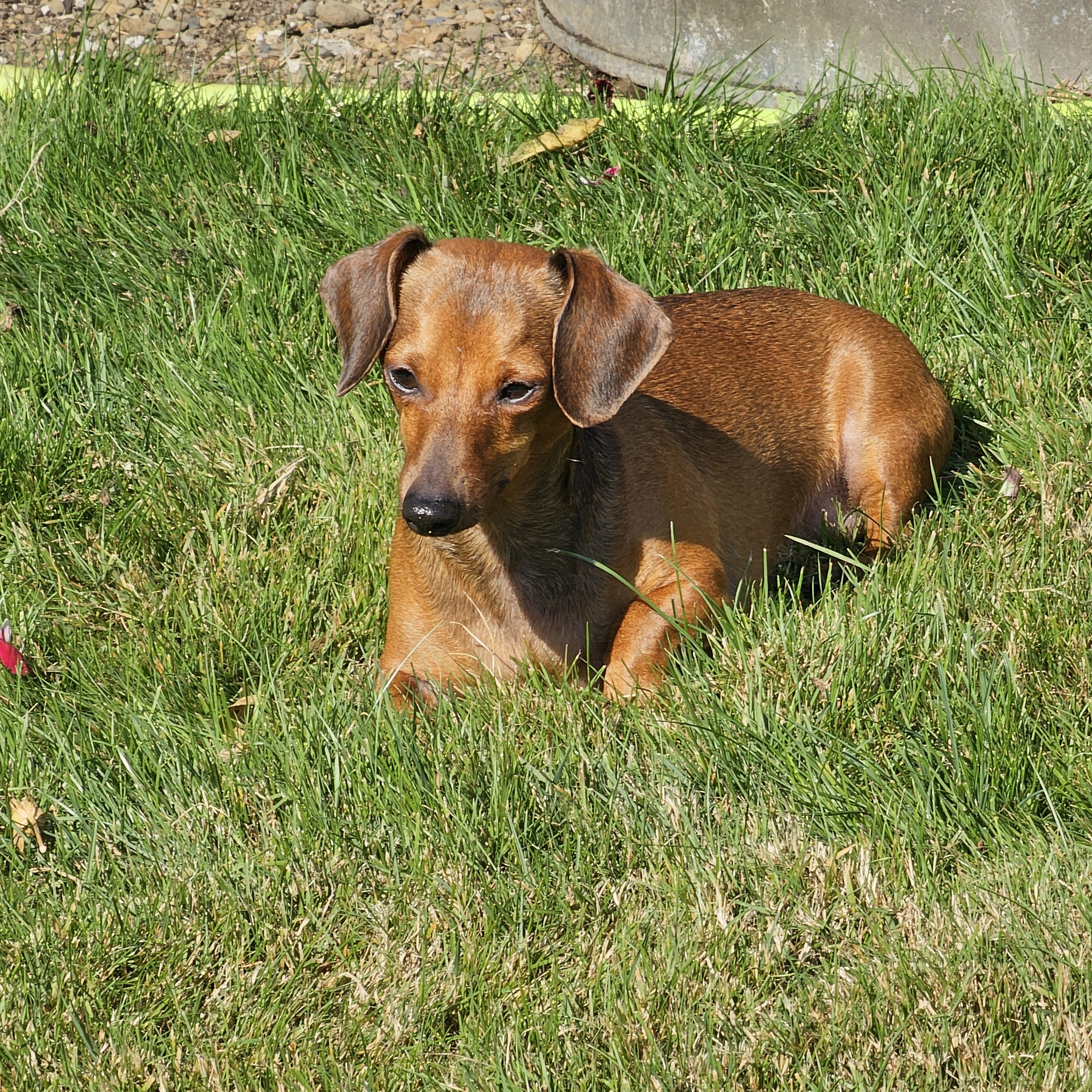 Enlarge Caleb, a Adopted Miniature Dachshund in Renton, WA image 4/5