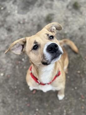 Astra — thumbnail 2