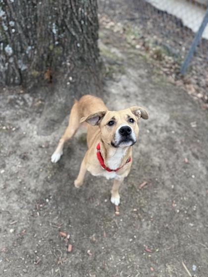 Astra — thumbnail 3