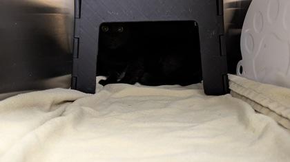 Couch Parrot, Adoptable, Kitten Male Domestic Short Hair.