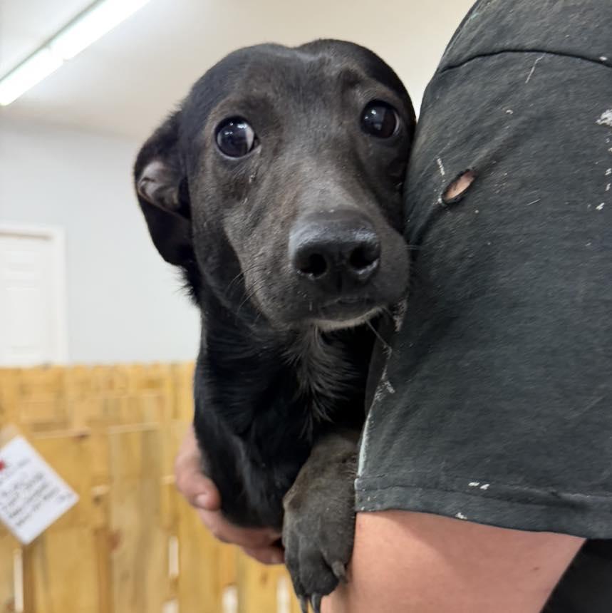 Sheba, Adoptable, Young Female Chihuahua & Dachshund.